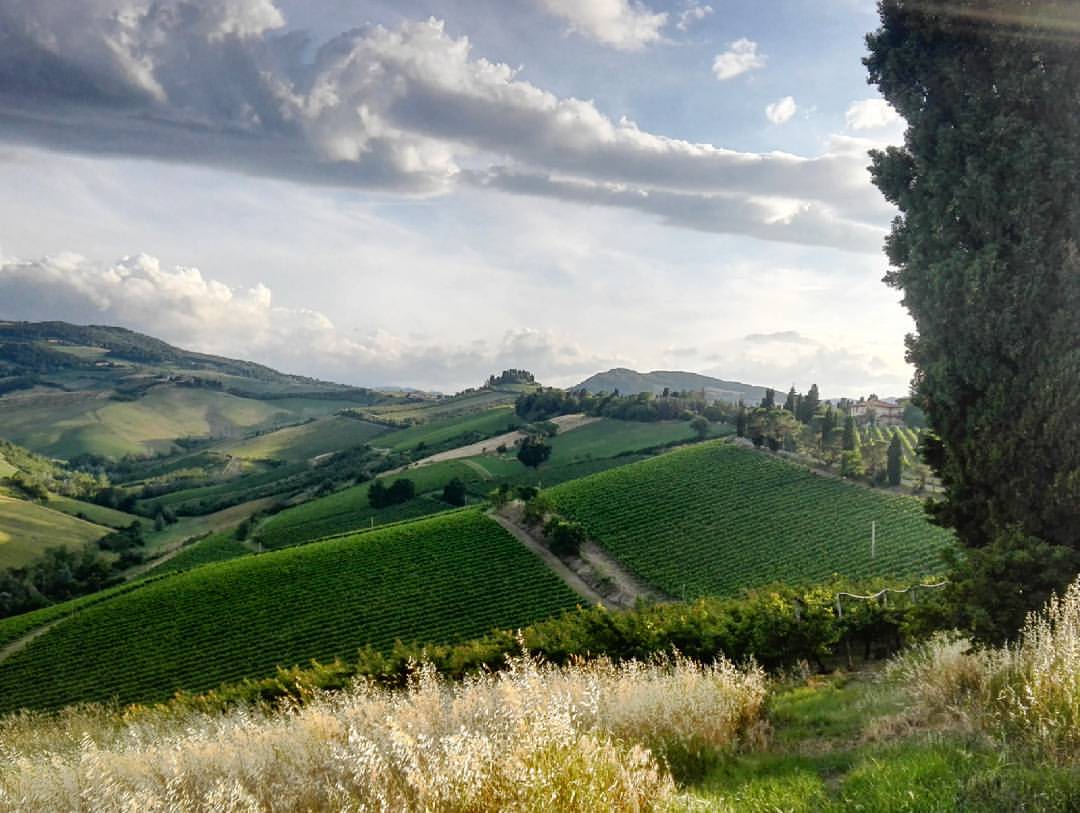 Vigneti della Collina di Agello in estate