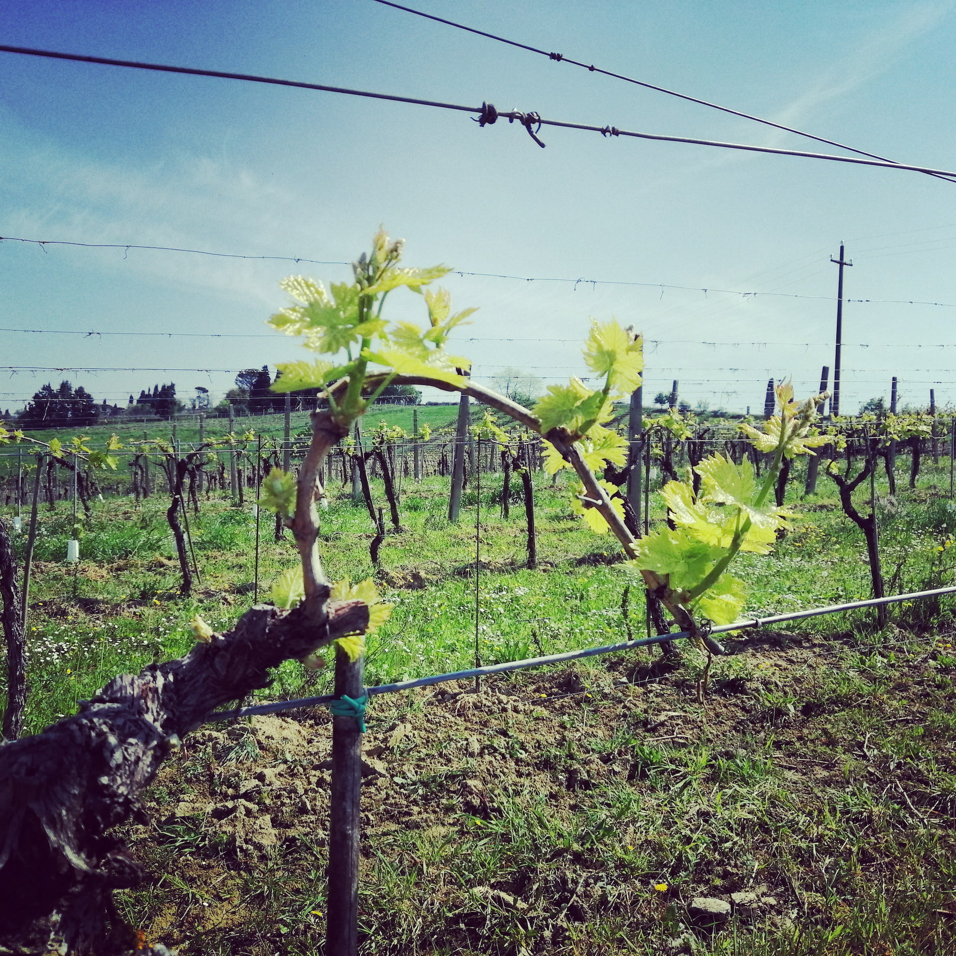 Vigna Ca' del Rosso — Ca' di Sopra